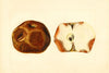 Malus domestica