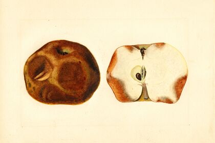 Malus domestica