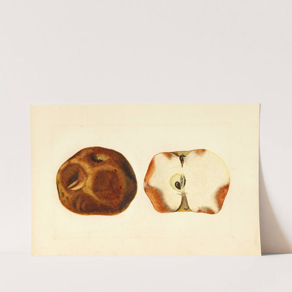 Malus domestica by James Marion Shull