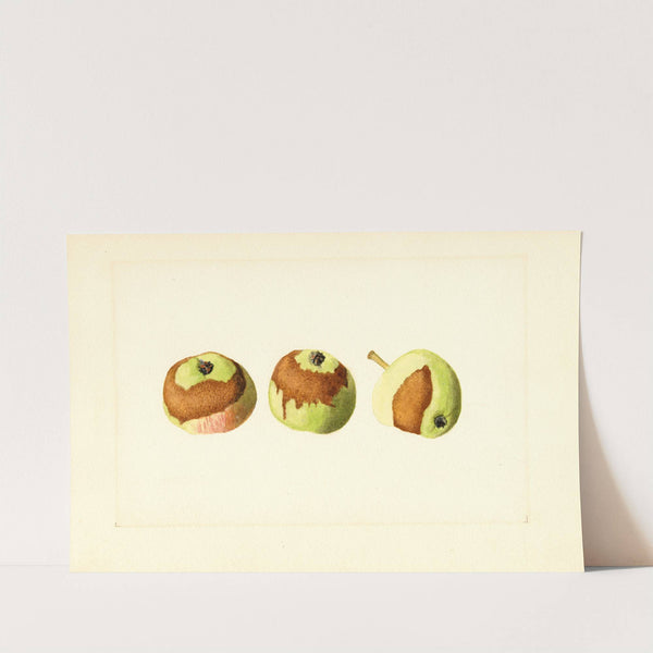 Malus domestica by James Marion Shull