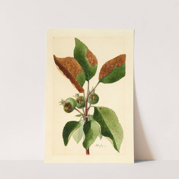 Malus domestica by James Marion Shull