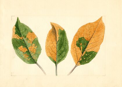 Malus domestica