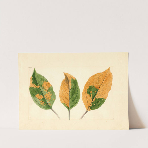 Malus domestica by James Marion Shull