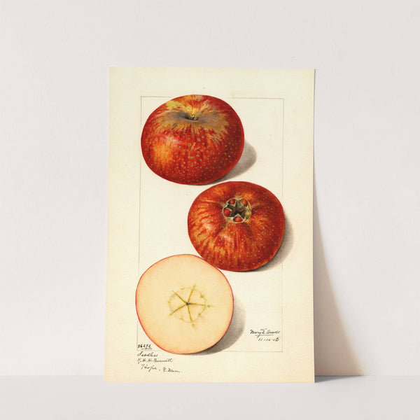 Malus domestica (1915) by Mary Daisy Arnold
