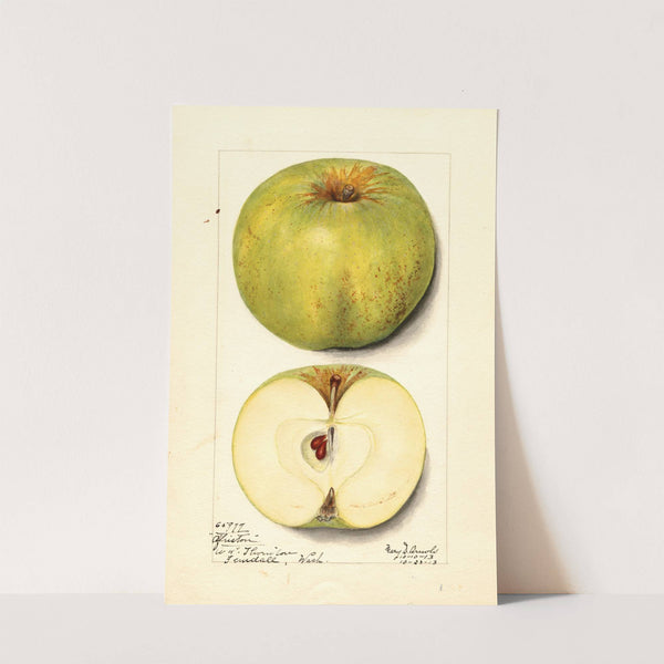 Malus domestica: Alfriston (1913) by Mary Daisy Arnold