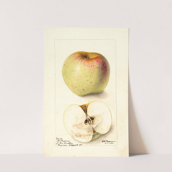 Malus domestica: All Purpose (1900) by Deborah Griscom Passmore