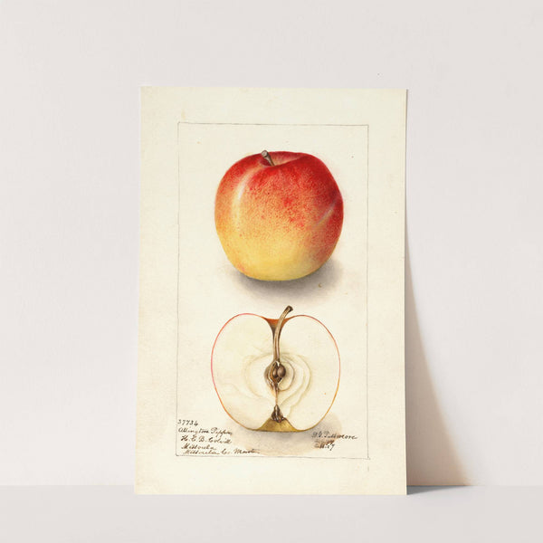 Malus domestica: Allington Pippin (1907) by Deborah Griscom Passmore