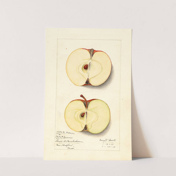 Malus domestica: Baldwin (1915) by Mary Daisy Arnold