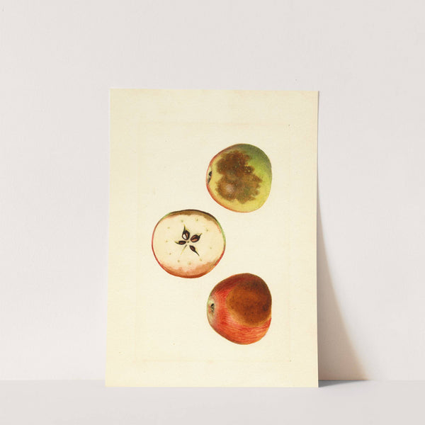 Malus domestica: Ben Davis by James Marion Shull