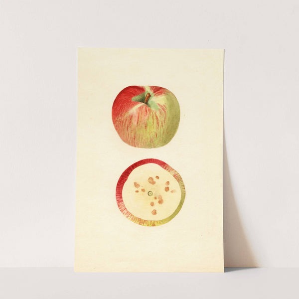 Malus domestica: Ben Davis by James Marion Shull