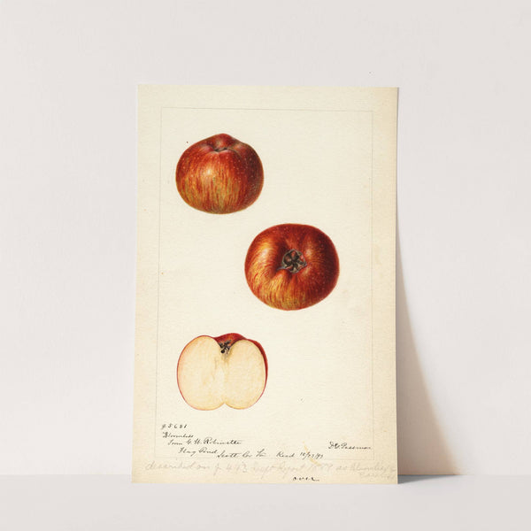 Malus domestica: Bloomless (1893) by Deborah Griscom Passmore