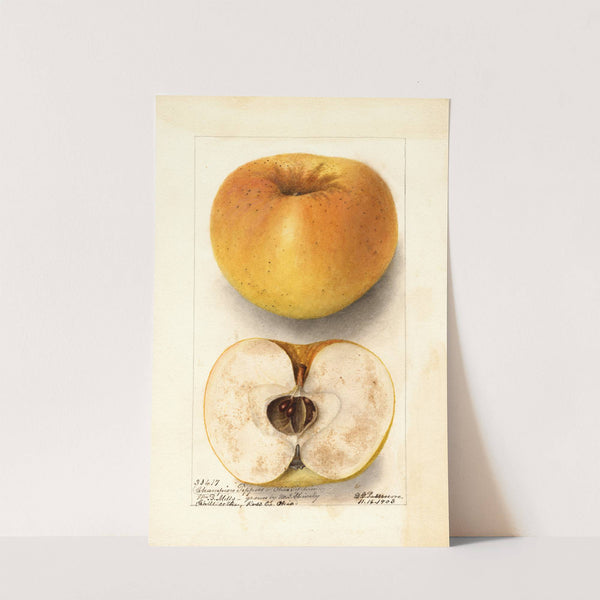 Malus domestica: Champion Pippin (1903) by Deborah Griscom Passmore