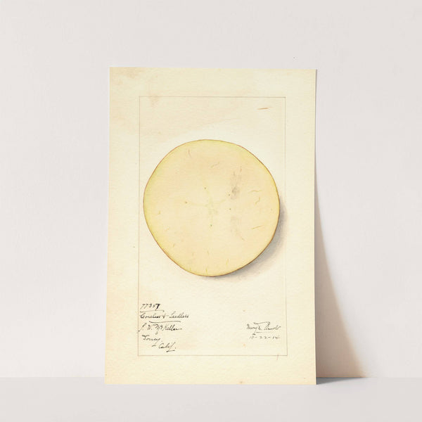 Malus domestica: Coreless & Seedless (1914) by Mary Daisy Arnold