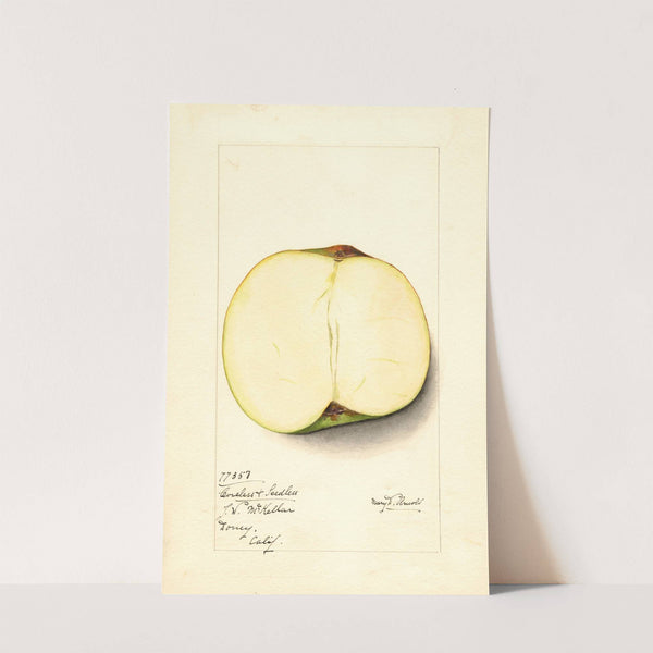 Malus domestica: Coreless & Seedless (1914) by Mary Daisy Arnold