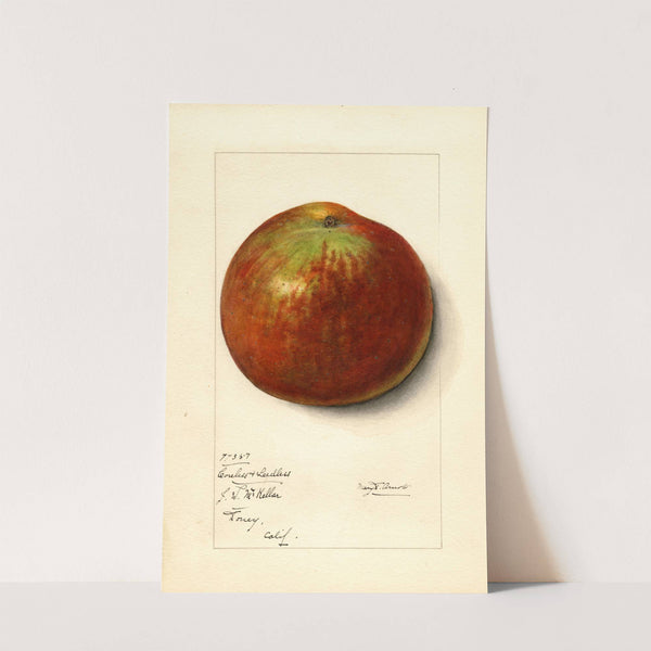 Malus domestica: Coreless & Seedless (1914) by Mary Daisy Arnold