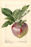 Malus domestica: Decarie