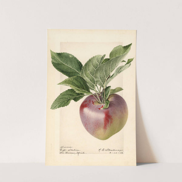 Malus domestica: Decarie by Royal Charles Steadman