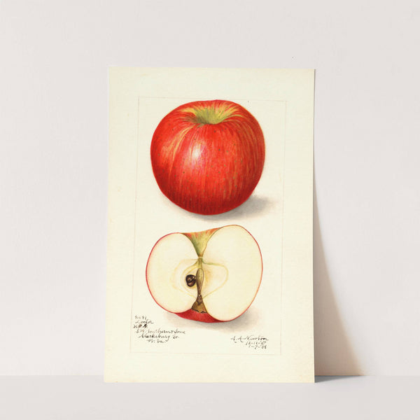 Malus domestica: Doctor by Amanda Almira Newton