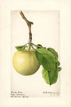 Malus domestica: Early Ripe