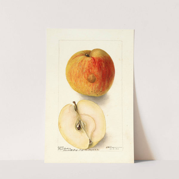 Malus domestica: Floyd by Deborah Griscom Passmore