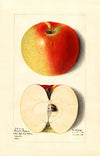 Malus domestica: French Pippin
