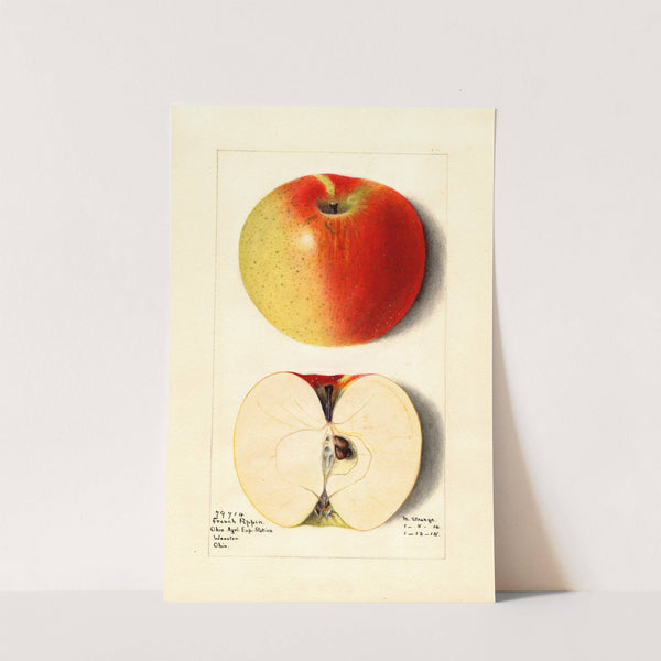 Malus domestica: French Pippin by M. Strange