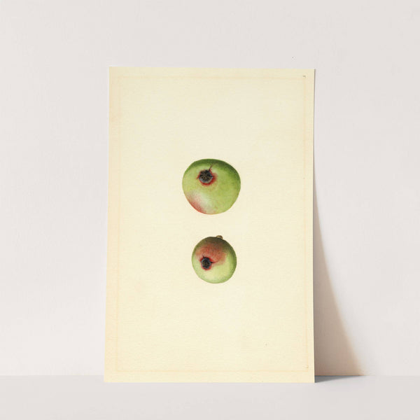 Malus domestica: Gano by James Marion Shull