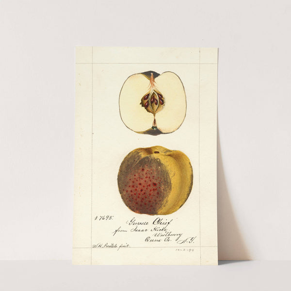 Malus domestica: Genesee Chief by William Henry Prestele