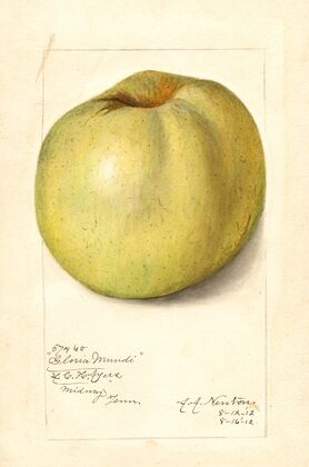 Malus domestica: Gloria Mundi — size preview