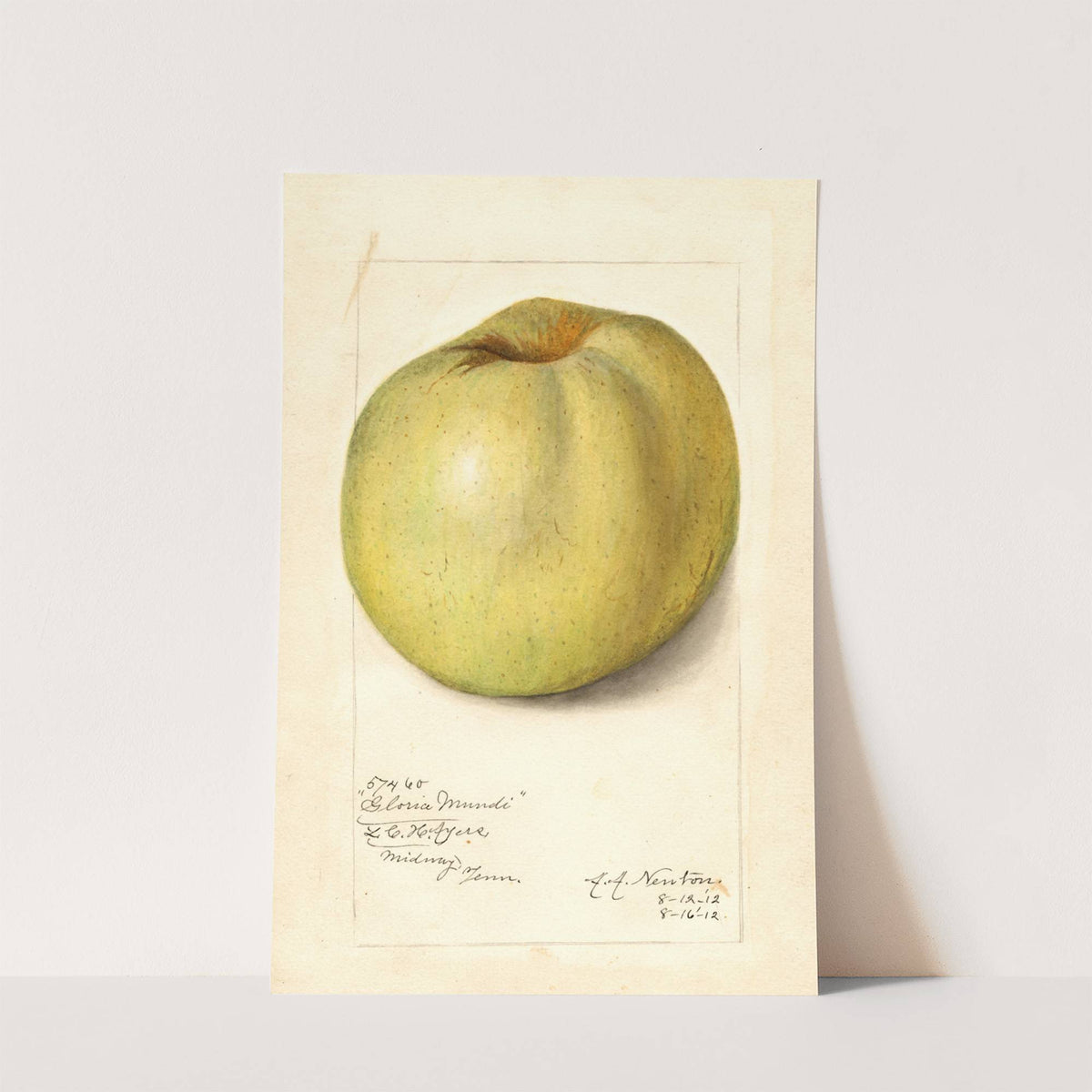 Malus domestica: Gloria Mundi by Amanda Almira Newton