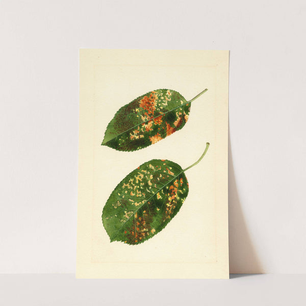 Malus domestica: Gravenstein by James Marion Shull