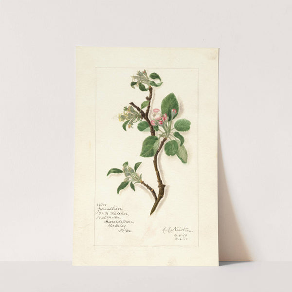 Malus domestica: Jonathan by Amanda Almira Newton