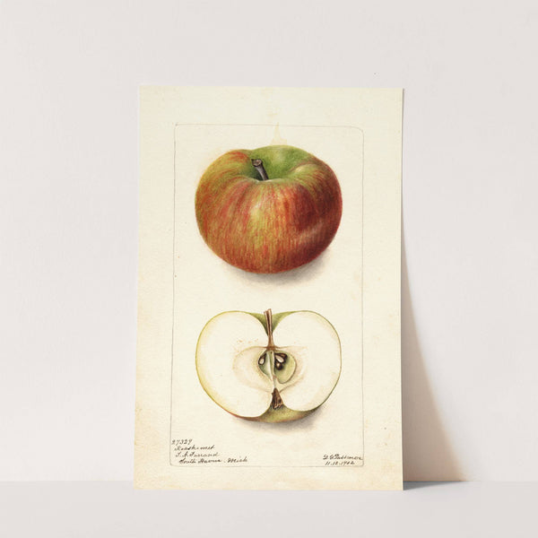 Malus domestica: Keeskemet by Deborah Griscom Passmore