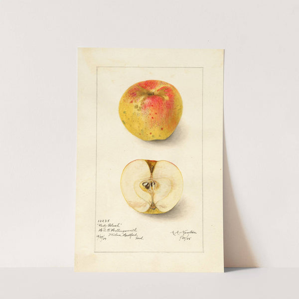 Malus domestica: Lady Blush by Amanda Almira Newton