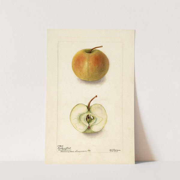 Malus domestica: Lewelling Crab by Deborah Griscom Passmore