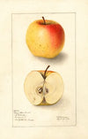 Malus domestica: Long Stem Sweet