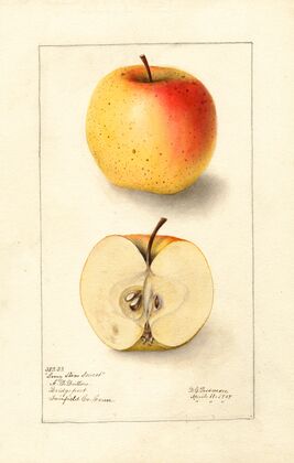 Malus domestica: Long Stem Sweet