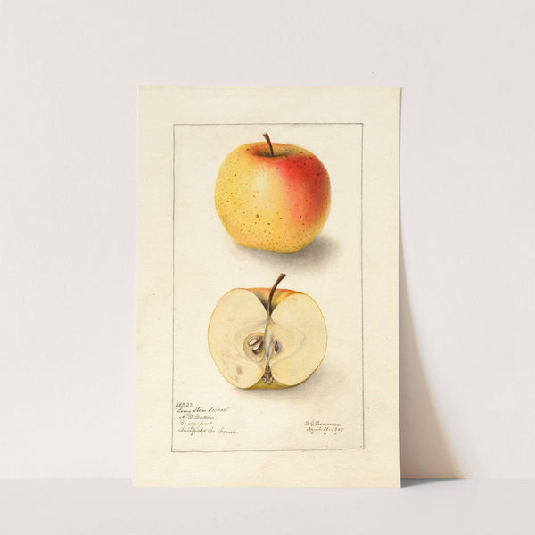 Malus domestica: Long Stem Sweet (1907) by Deborah Griscom Passmore