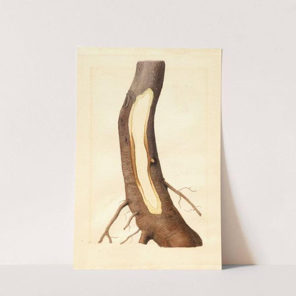 Malus domestica: Maiden Blush by James Marion Shull