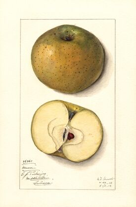 Malus domestica: Mann