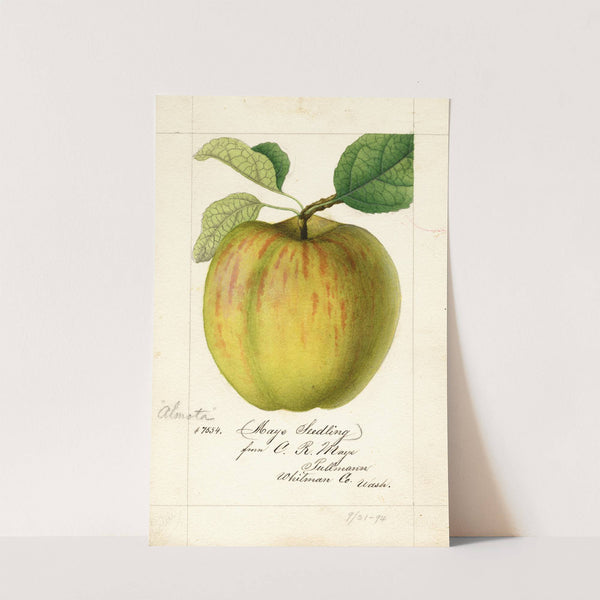 Malus domestica: Maye by William Henry Prestele