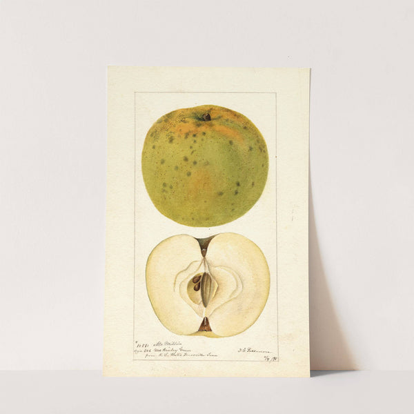 Malus domestica: McMillin by Deborah Griscom Passmore