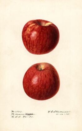 Malus domestica: Missouri Pippin