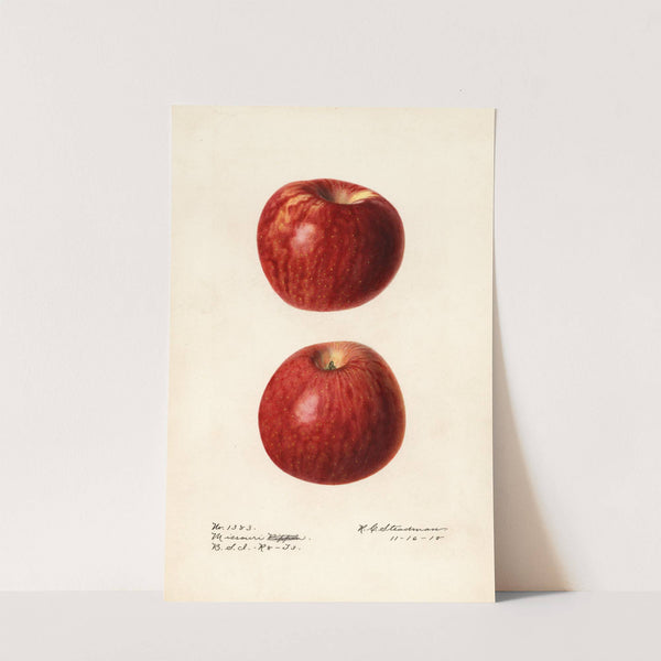 Malus domestica: Missouri Pippin by Royal Charles Steadman