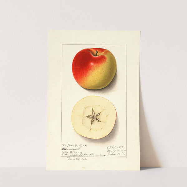 Malus domestica: Monmouth (1914) by Ellen Isham Schutt