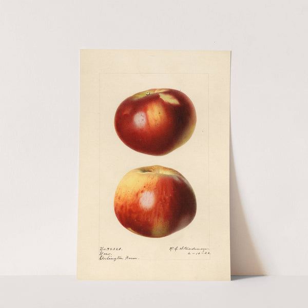 Malus domestica: Nero (1920) by Royal Charles Steadman