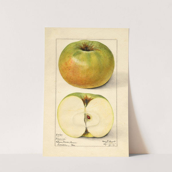 Malus domestica: Nixonite by Mary Daisy Arnold