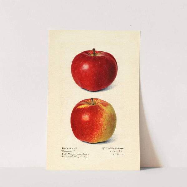 Malus domestica: Oranco by Royal Charles Steadman