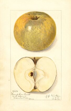 Malus domestica: Pumpkin Sweet