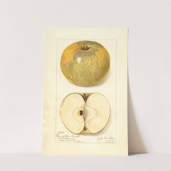 Malus domestica: Pumpkin Sweet (1912) by Amanda Almira Newton